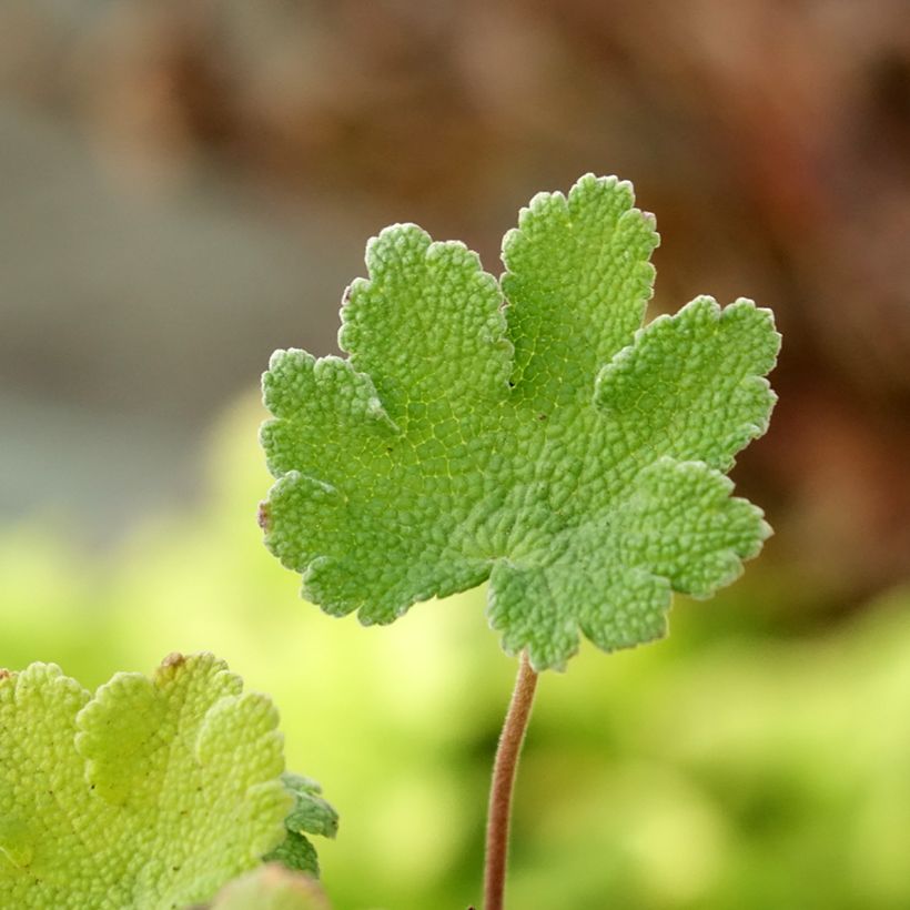 Geranium renardii Zetterlund (Fogliame)