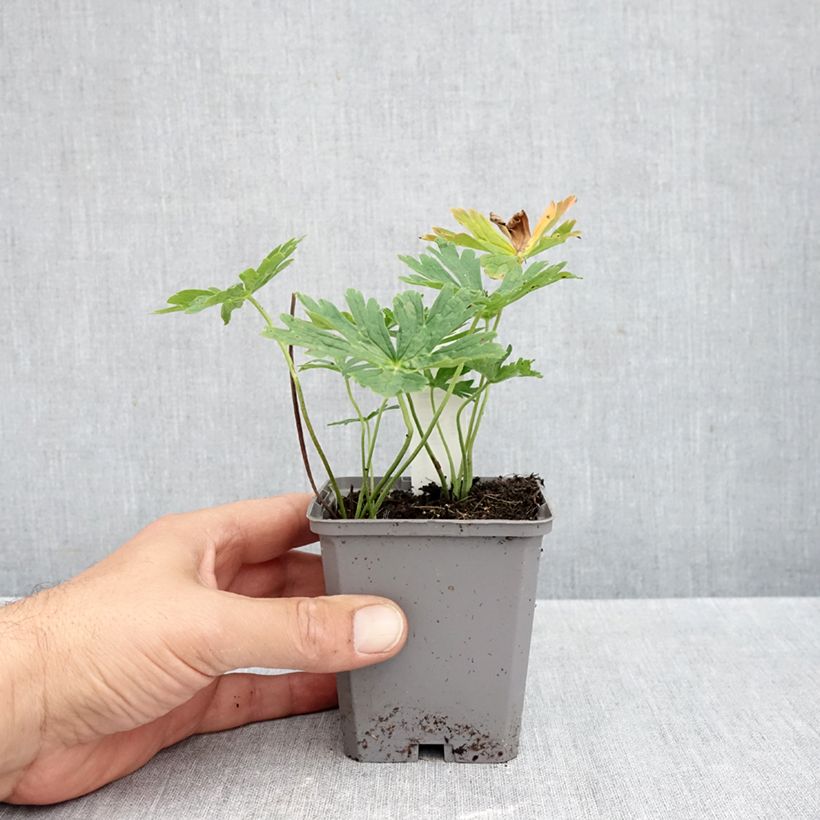 Esemplare di Geranium richardsonii Vasetto da 8/9 cm come consegnato in autunno