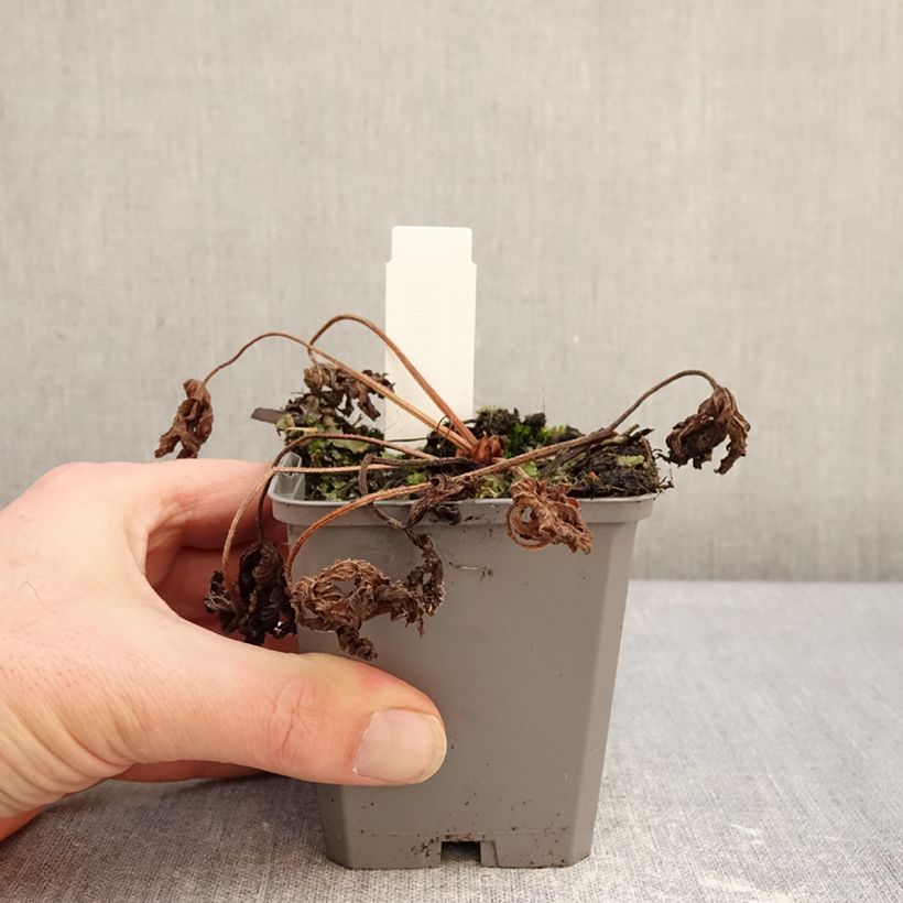 Geranium richardsonii Vasetto da 8/9 cm esemplare consegnato in inverno