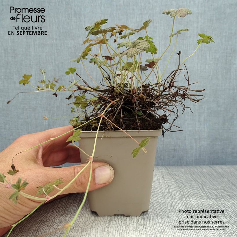 Esemplare di Geranium Rothbury Red Vasetto da 8/9 cm come consegnato in autunno