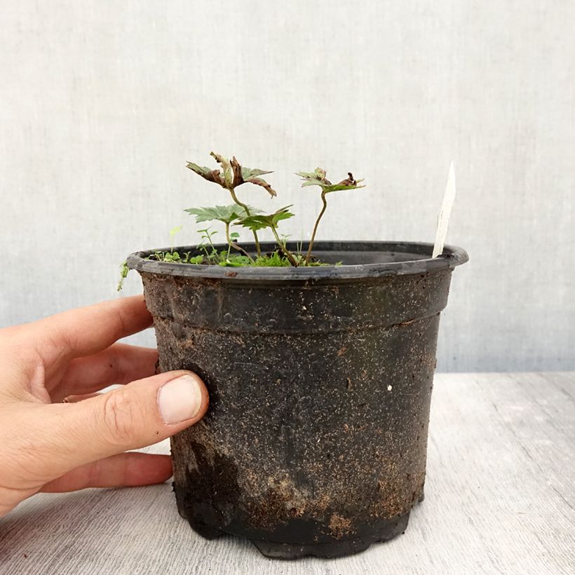 Esemplare di Geranium Rozanne Vaso da 2L/3L come consegnato in autunno