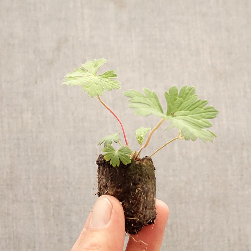 Geranium Rozanne mini zolla... esemplare consegnato in primavera