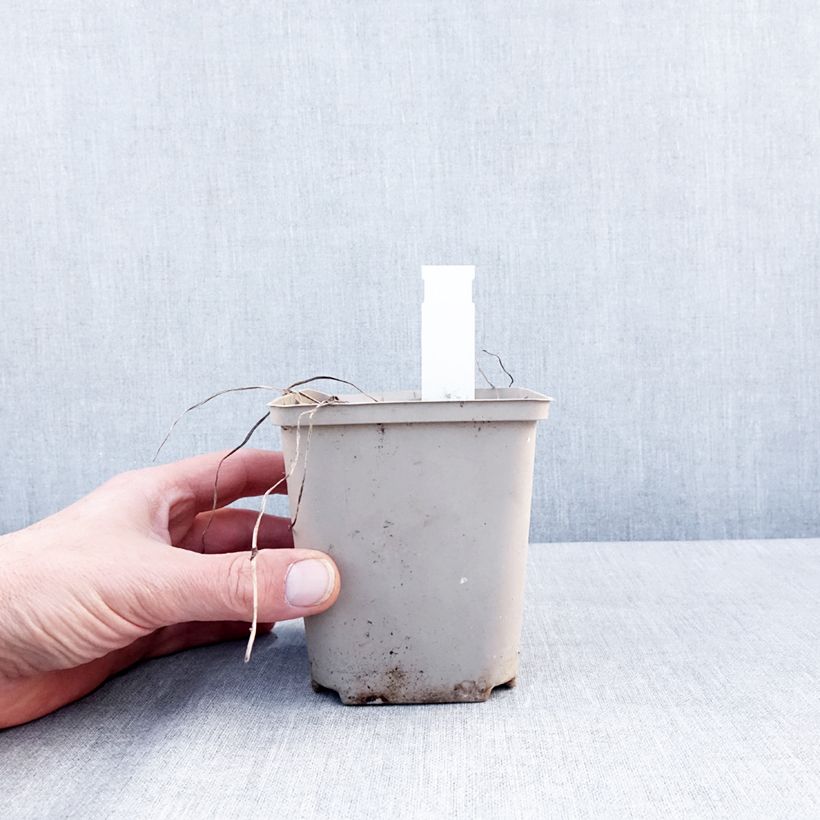 Geranium Rozanne Vaso da Ø 12 cm / 13 cm esemplare consegnato in inverno