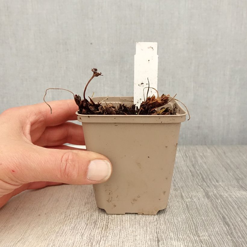 Geranium Sabani Blue Vasetto da 8/9 cm esemplare consegnato in primavera