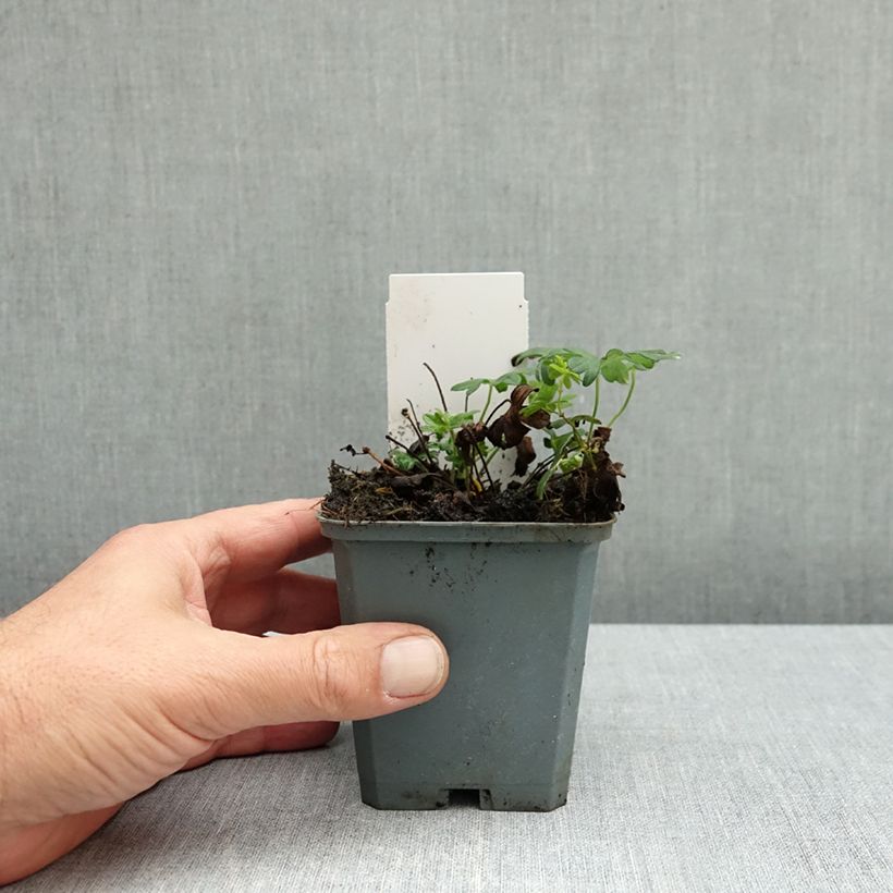 Esemplare di Geranium sanguineum Ankum's Pride - Geranio sanguigno Vasetto da 8/9 cm come consegnato in autunno