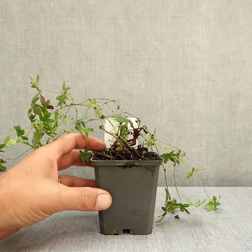 Esemplare di Geranium sanguineum Ankum's Pride - Geranio sanguigno Vasetto da 8/9 cm consegnato in estate