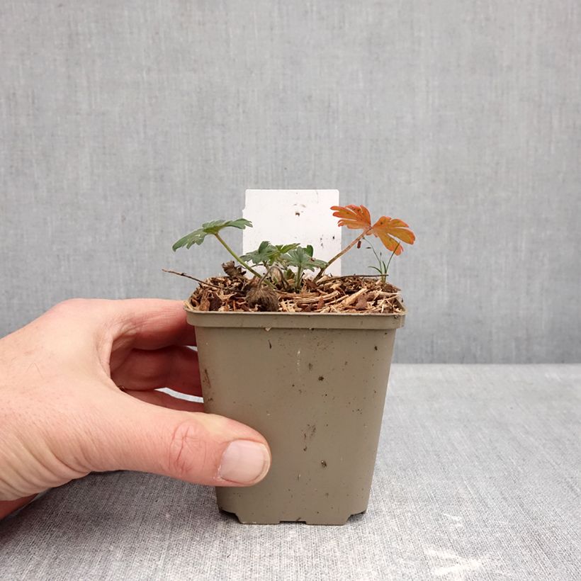 Geranium sanguineum Ankum's Pride - Geranio sanguigno Vasetto da 8/9 cm esemplare consegnato in inverno