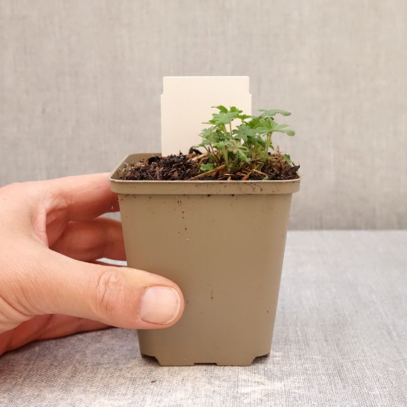 Geranium sanguineum Ankum's Pride - Geranio sanguigno Vasetto da 8/9 cm esemplare consegnato in primavera