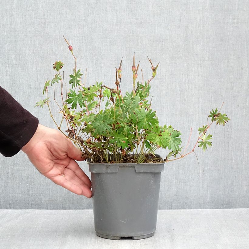 Esemplare di Geranium sanguineum Ankum's Pride - Geranio sanguigno Vaso da 2L/3L come consegnato in autunno