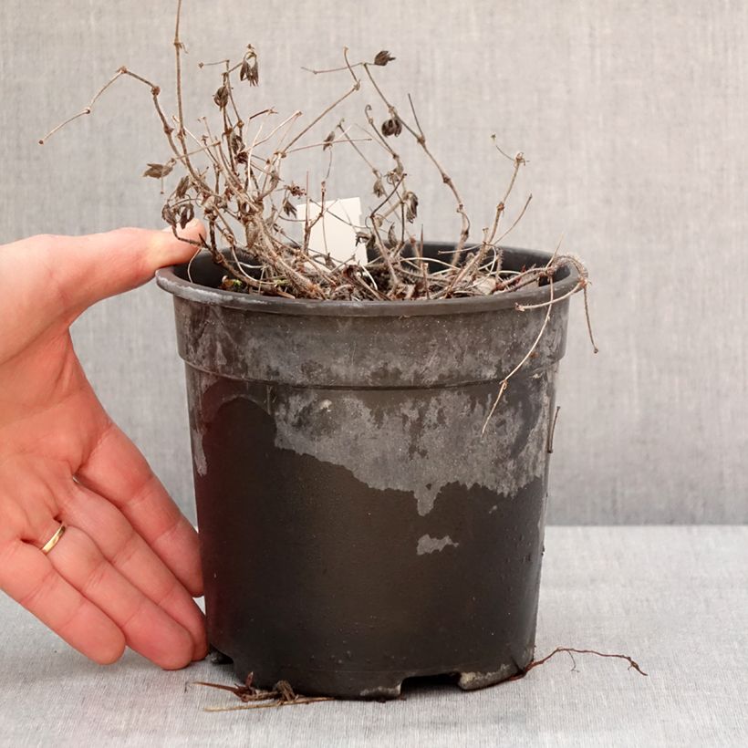 Geranium sanguineum Ankum's Pride - Geranio sanguigno Vaso da 2L/3L esemplare consegnato in inverno