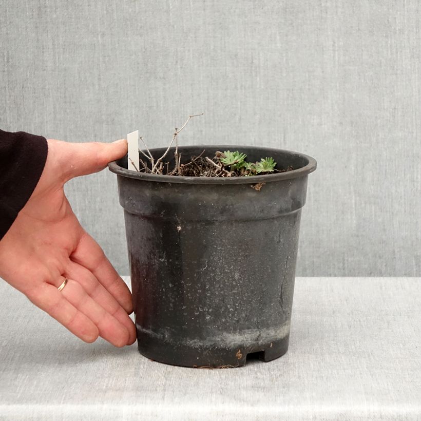 Geranium sanguineum Ankum's Pride - Geranio sanguigno Vaso da 2L/3L esemplare consegnato in primavera