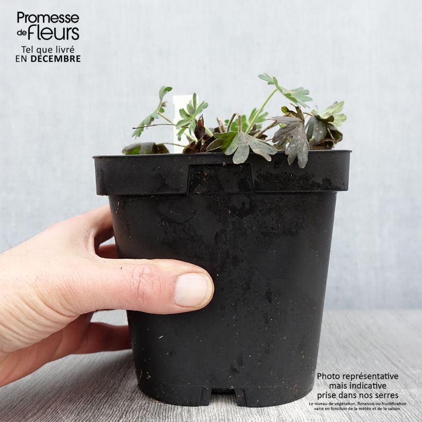 Esemplare di Geranium sanguineum Album - Geranio sanguigno Vaso da 1,5L/2L come consegnato in autunno