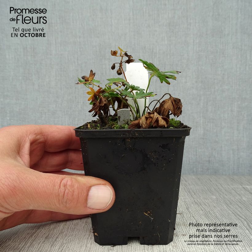 Esemplare di Geranium sanguineum Elke - Geranio sanguigno Vasetto da 8/9 cm come consegnato in autunno