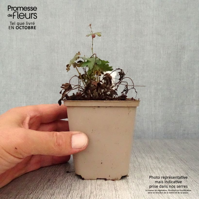 Esemplare di Geranium sanguineum Elsbeth - Geranio sanguigno Vasetto da 8/9 cm come consegnato in autunno