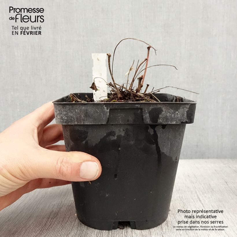 Geranium sanguineum - Geranio sanguigno Vaso da 2L/3L esemplare consegnato in inverno