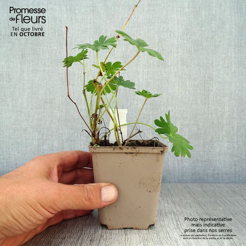 Esemplare di Geranium sanguineum Hannelore - Geranio sanguigno Vasetto da 8/9 cm come consegnato in autunno