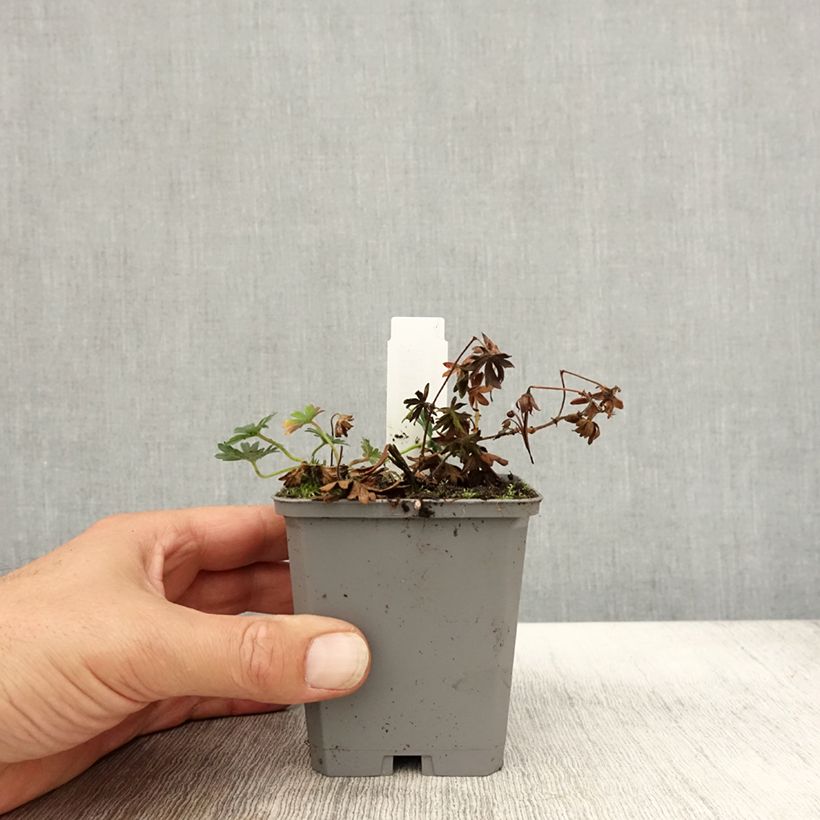 Esemplare di Geranium sanguineum Max Frei - Geranio sanguigno Vasetto da 8/9 cm come consegnato in autunno