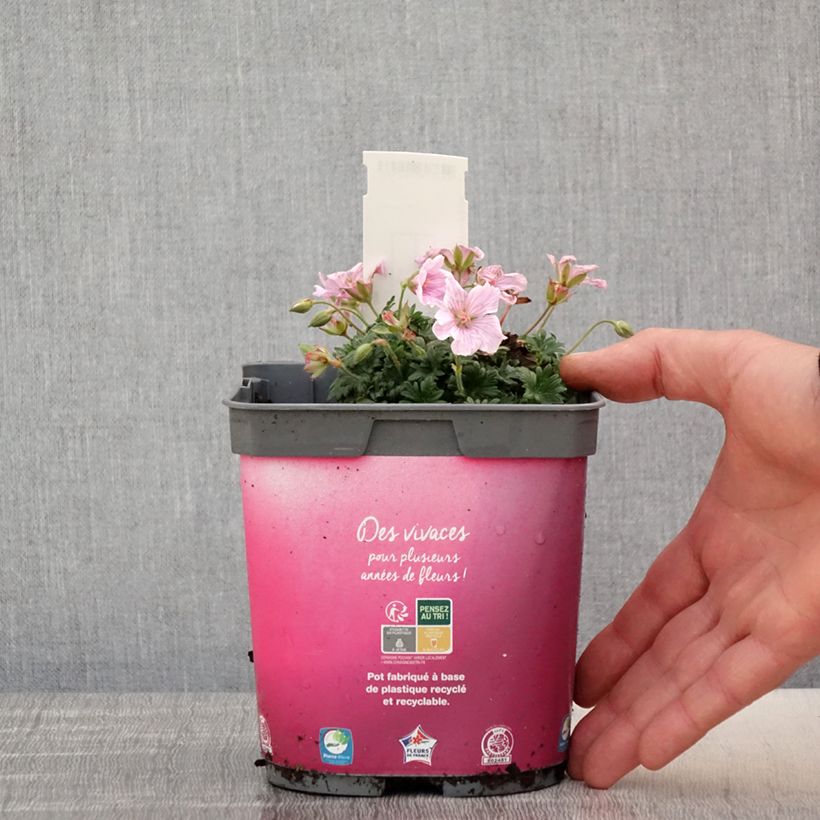 Geranium sanguineum Pink Pouffe - Geranio sanguigno Vaso da 2L/3L esemplare consegnato in primavera