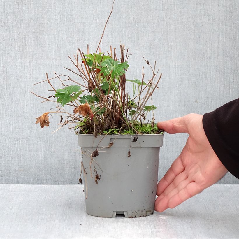 Esemplare di Geranium sanguineum - Geranio sanguigno Vaso da 2L/3L come consegnato in autunno