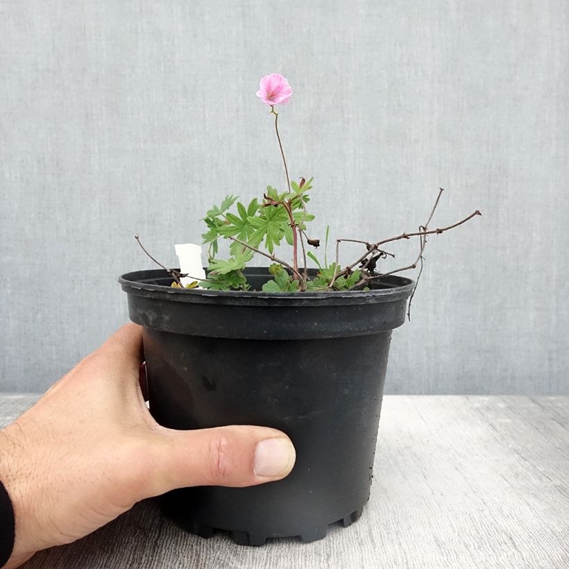 Esemplare di Geranium sanguineum var. striatum - Geranio sanguigno Vaso da 2L/3L come consegnato in autunno