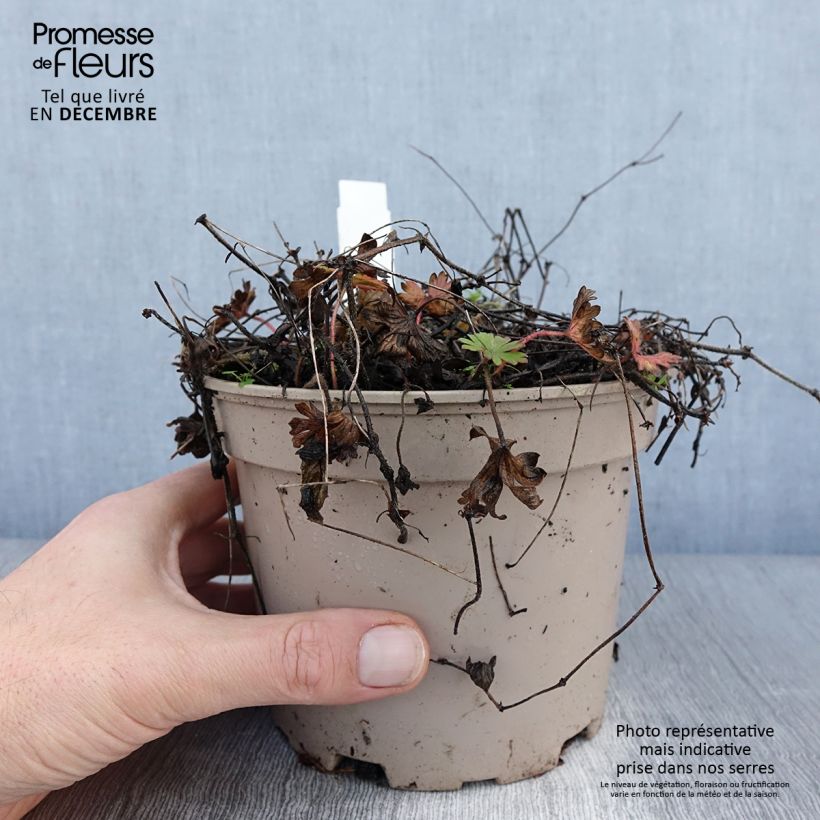 Geranium sanguineum var. striatum - Geranio sanguigno Vaso da 2L/3L esemplare consegnato in inverno