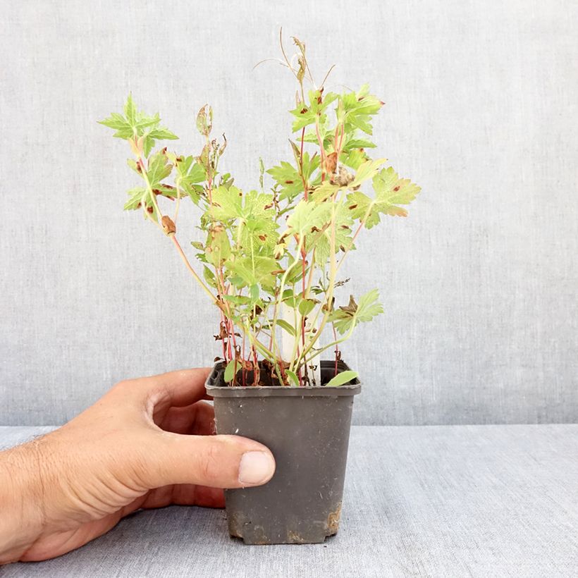 Esemplare di Geranium Silvias Surprise Vasetto da 8/9 cm consegnato in estate