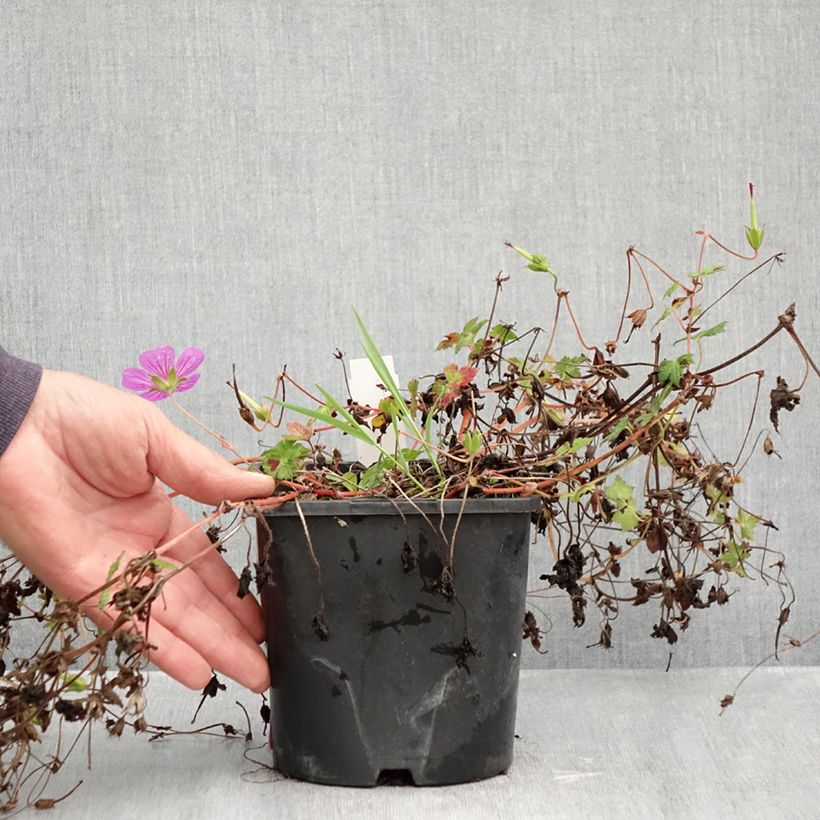 Esemplare di Geranium Silvias Surprise Vaso da 1,5L/2L come consegnato in autunno