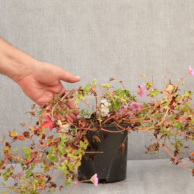 Esemplare di Geranium Silvias Surprise Vaso da 1,5L/2L consegnato in estate