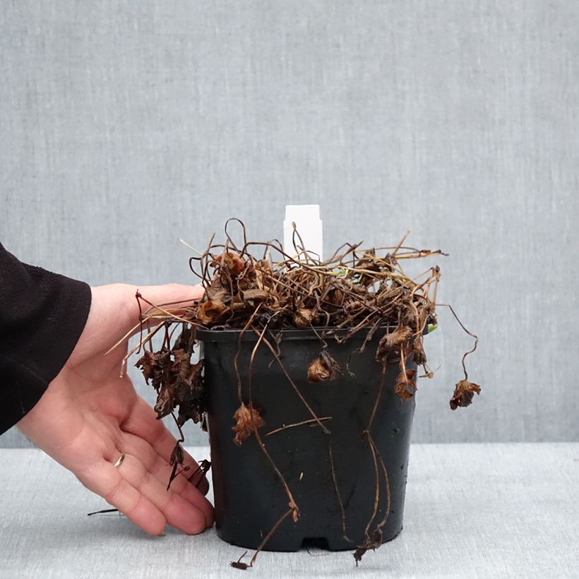 Geranium Silvias Surprise Vaso da 1,5L/2L esemplare consegnato in inverno