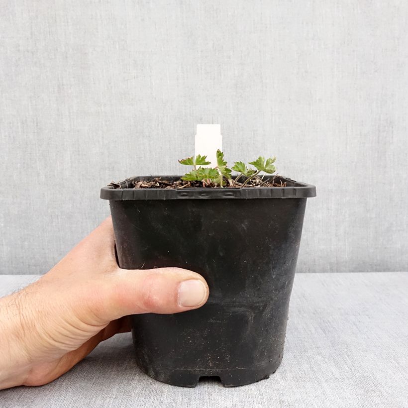 Geranium Silvias Surprise Vaso da 1,5L/2L esemplare consegnato in primavera