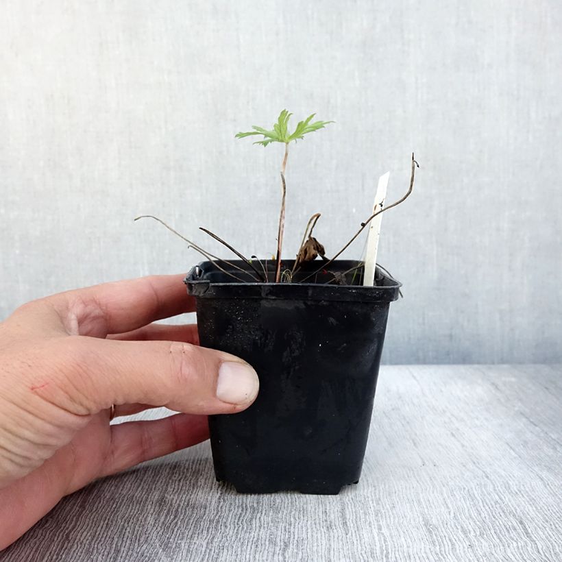 Esemplare di Geranium pratense Spinners - Geranio dei prati Vasetto da 8/9 cm come consegnato in autunno
