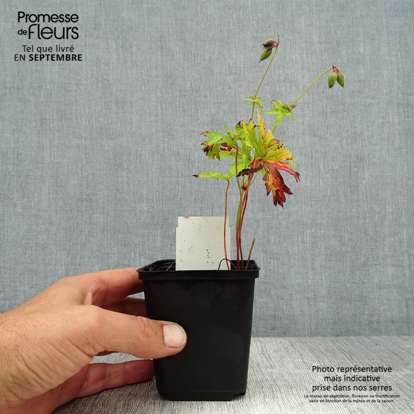 Esemplare di Geranium pratense Spinners - Geranio dei prati Vasetto da 8/9 cm consegnato in estate