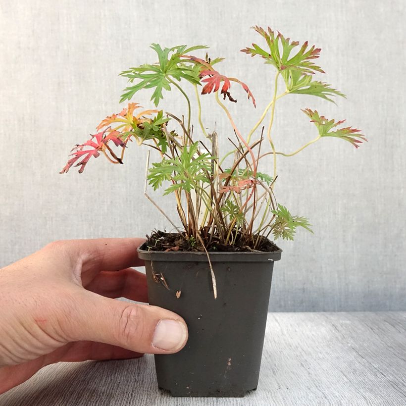 Esemplare di Geranium soboliferum Starman Vasetto da 8/9 cm come consegnato in autunno