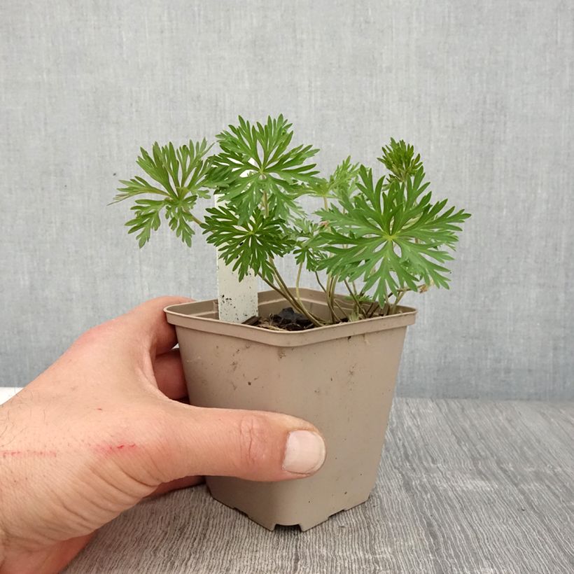 Geranium soboliferum Starman Vasetto da 8/9 cm esemplare consegnato in primavera