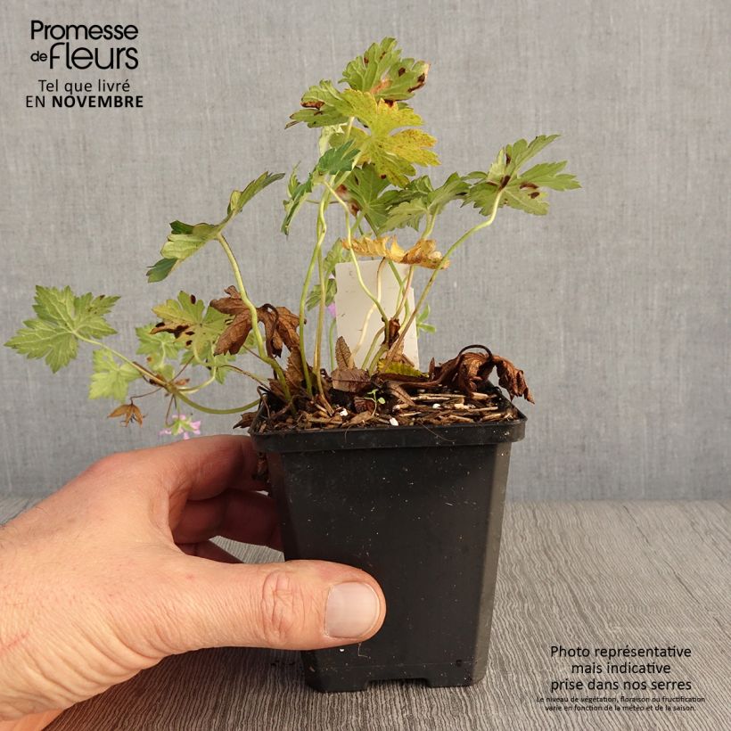 Esemplare di Geranium Sweet Heidi Vasetto da 8/9 cm come consegnato in autunno