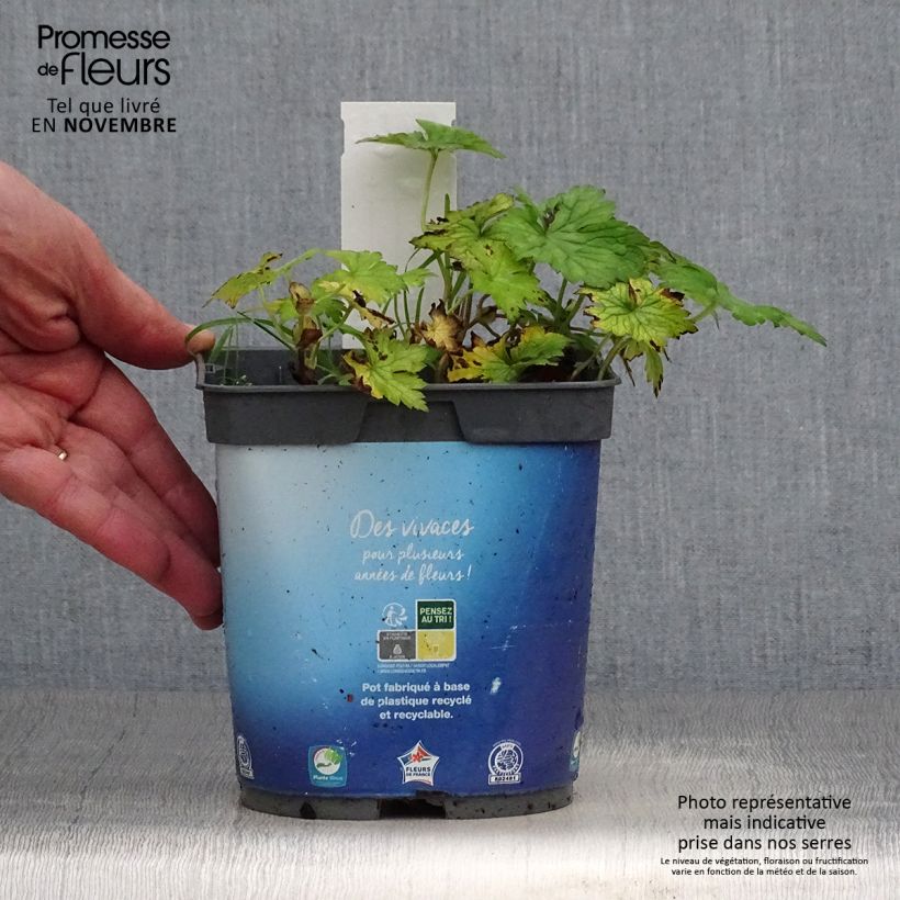 Esemplare di Geranium Sweet Heidi Vaso da 2L/3L come consegnato in autunno