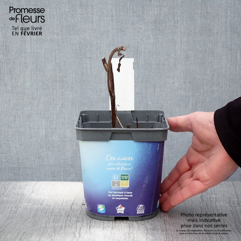 Geranium Sweet Heidi Vaso da 2L/3L esemplare consegnato in inverno