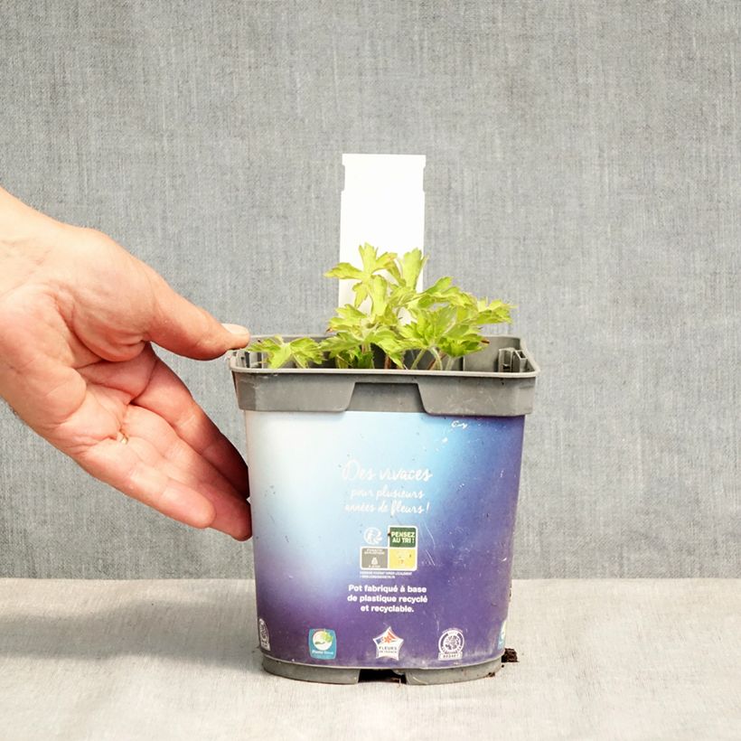 Geranium Sweet Heidi Vaso da 2L/3L esemplare consegnato in primavera