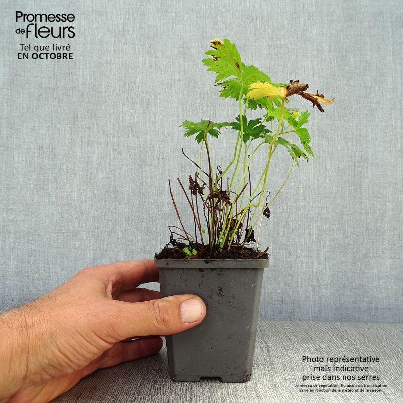 Esemplare di Geranium sylvaticum Album - Geranio silvano Vasetto da 8/9 cm come consegnato in autunno