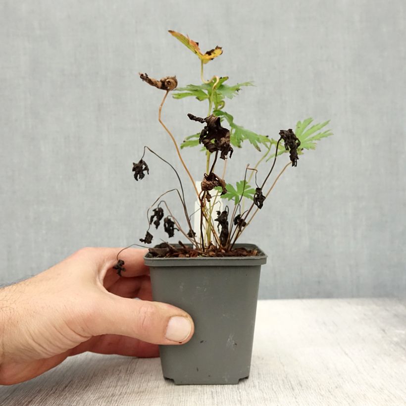 Esemplare di Geranium sylvaticum Bridget Lion - Geranio silvano Vasetto da 8/9 cm come consegnato in autunno