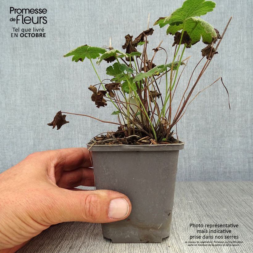 Esemplare di Geranium Terre Franche Vasetto da 8/9 cm come consegnato in autunno