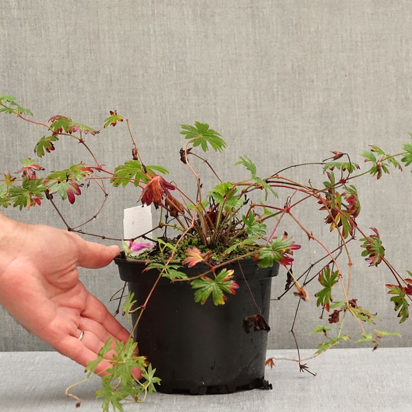 Esemplare di Geranium Tiny Monster Vaso da 2L/3L come consegnato in autunno