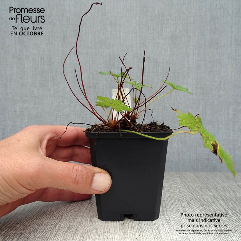 Esemplare di Geranium versicolor - Geranio striato Vasetto da 8/9 cm come consegnato in autunno