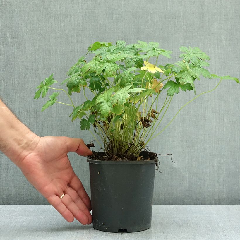 Esemplare di Geranium versicolor - Geranio striato Vaso da 2L/3L come consegnato in autunno