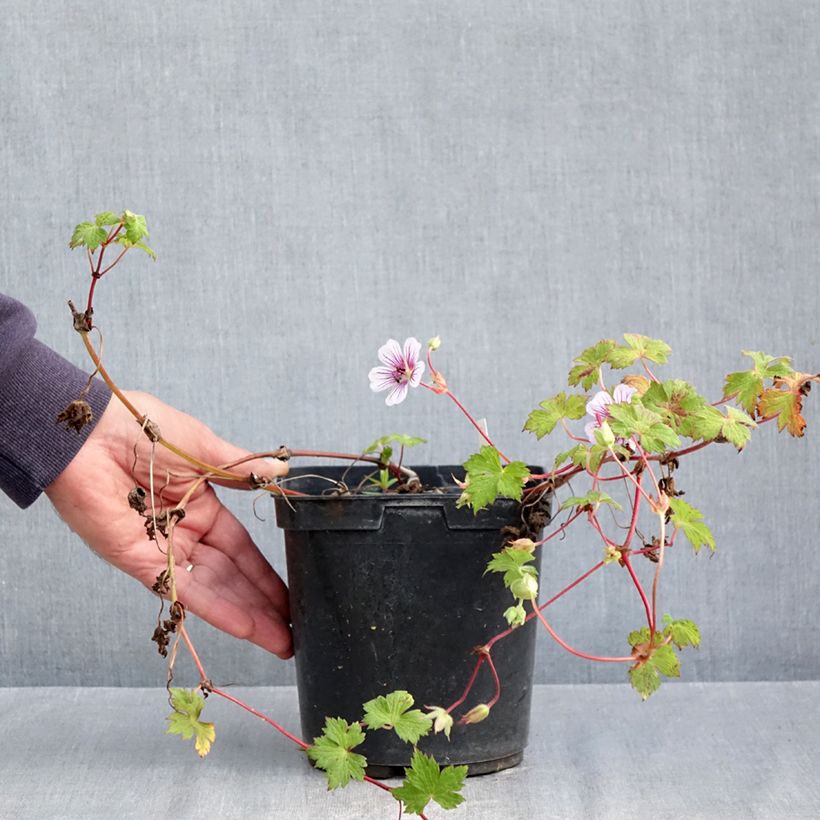 Esemplare di Geranium wallichianum Crystal Lake Vaso da 2L/3L come consegnato in autunno