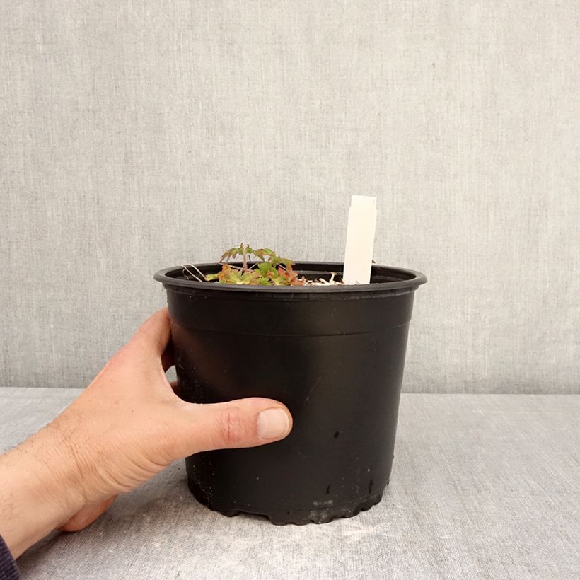 Geranium wallichianum Crystal Lake Vaso da 2L/3L esemplare consegnato in primavera