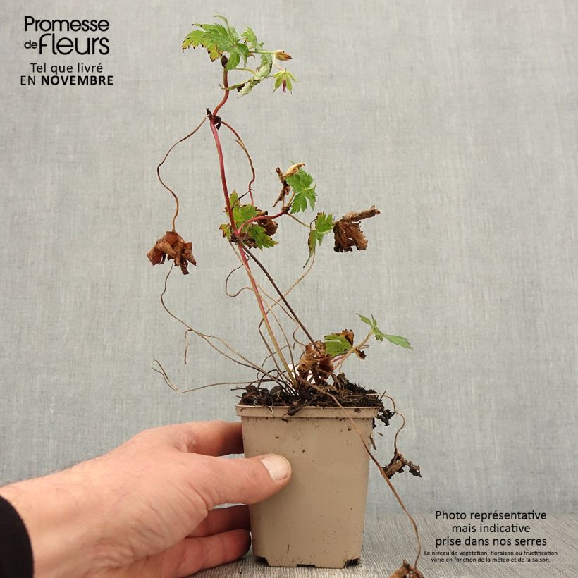 Esemplare di Geranium wallichianum Censation Daily Blue Vasetto da 8/9 cm come consegnato in autunno
