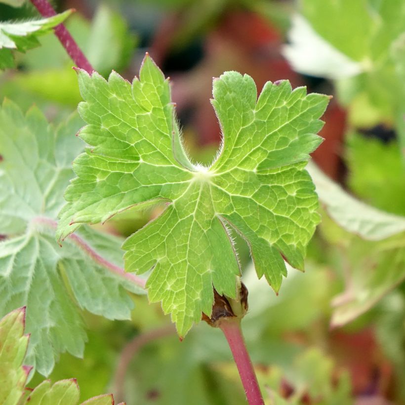 Geranium wallichianum Censation Daily Blue (Fogliame)