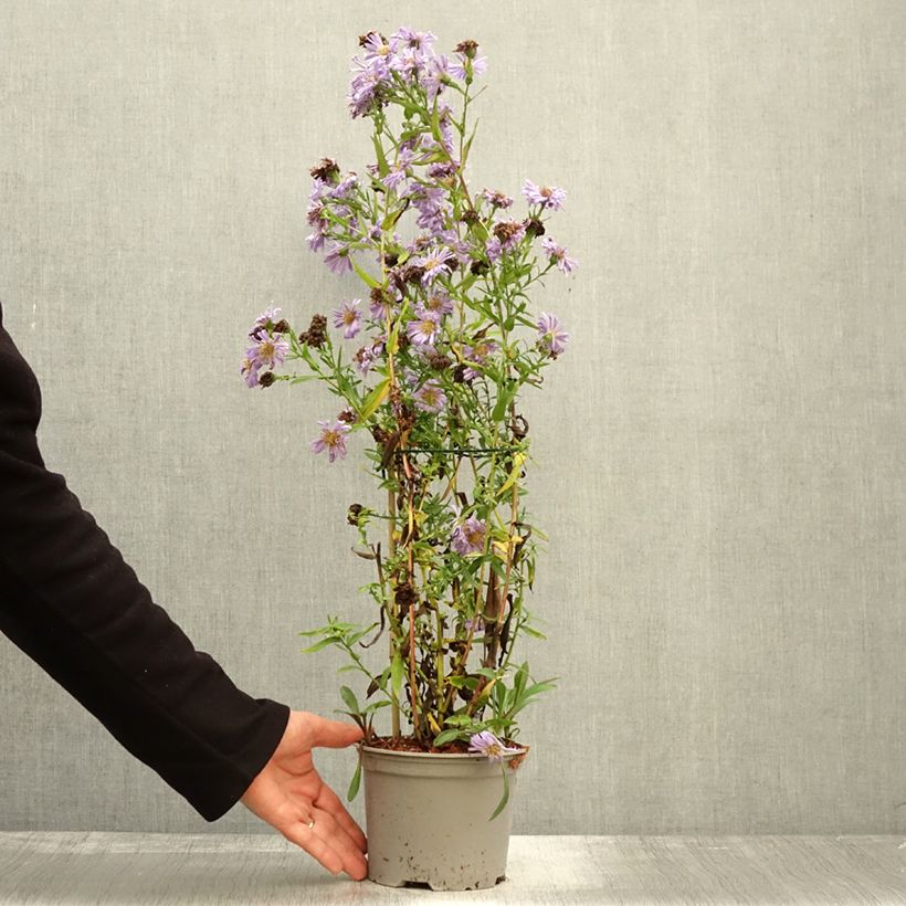 Esemplare di Geranium wallichianum Magical All Summer Joy Vasetto da 8/9 cm come consegnato in autunno