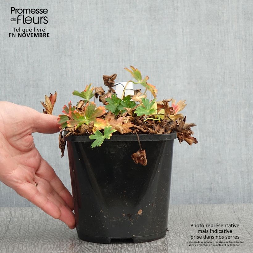 Esemplare di Geranium yoshinoi Confetti Vaso da 1,5L/2L come consegnato in autunno